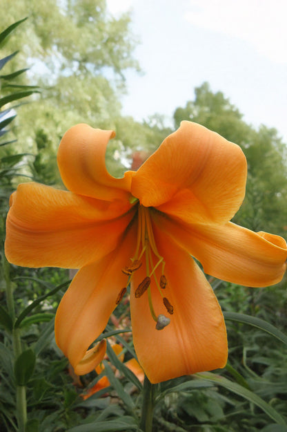 Lilium Trumpet African Queen