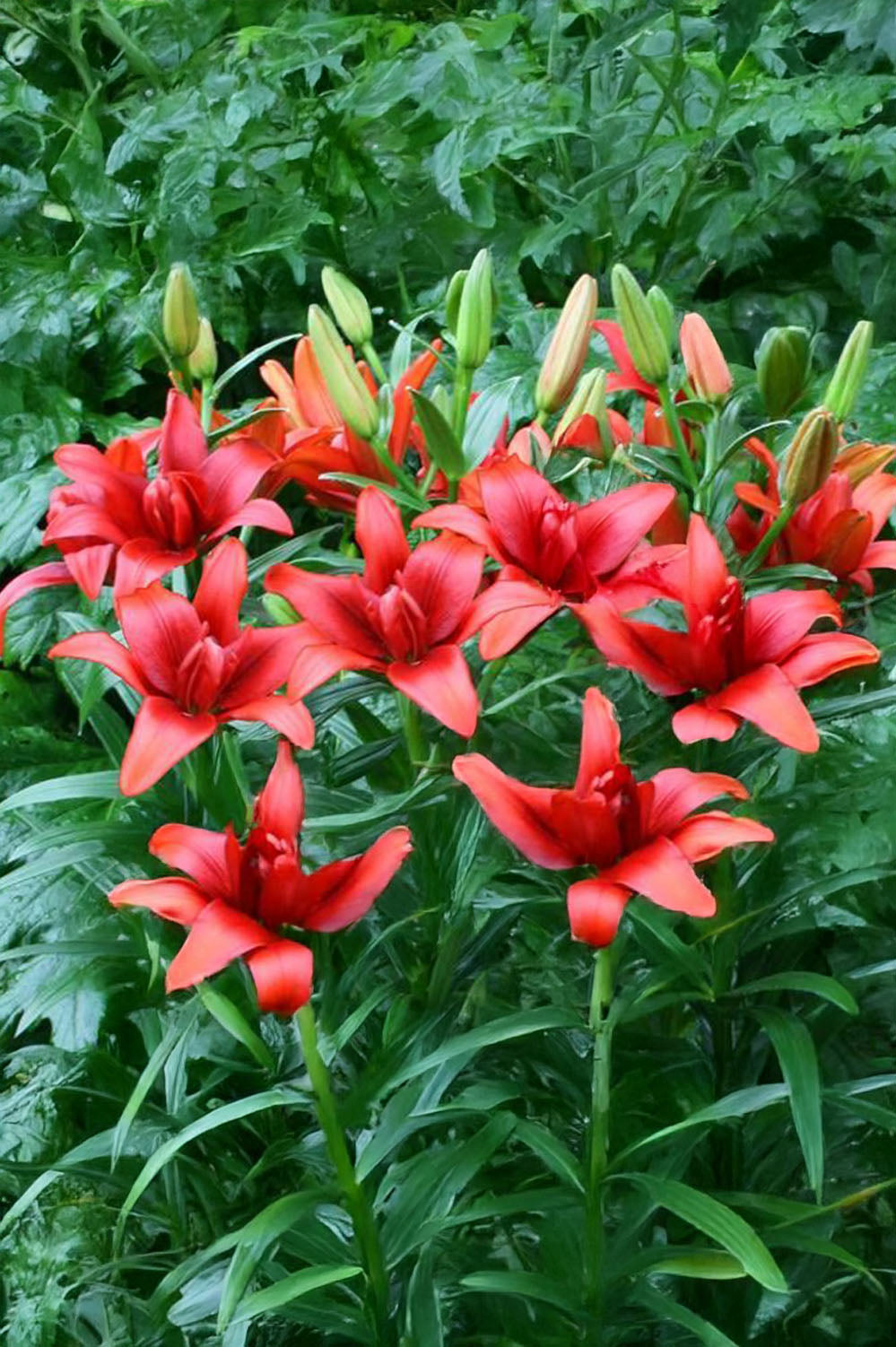 Lilium Red Twin