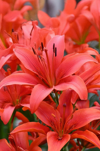 Lilium Red Twin