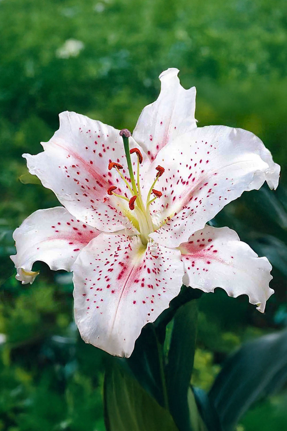 Lilium Oriental Muscadet