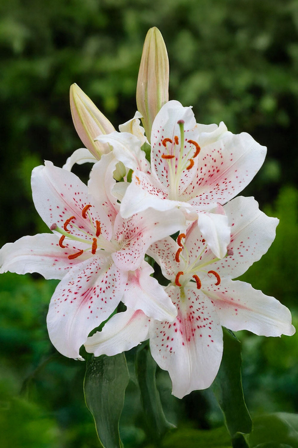 Lilium Oriental Muscadet