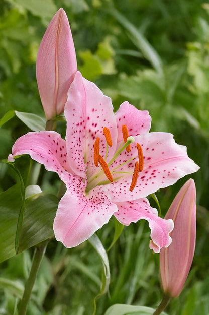Lilium Oriental Curly Sue