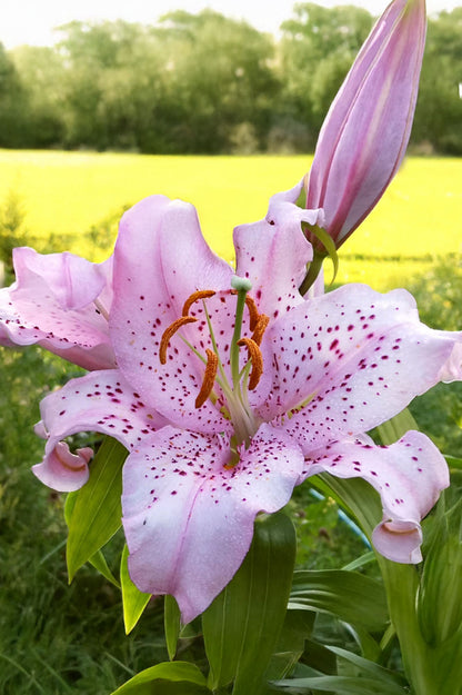 Lilium Oriental Curly Sue