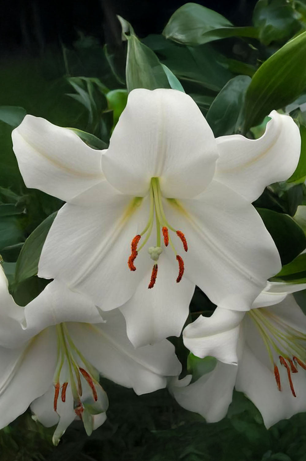 Lilium Oriental Casablanca