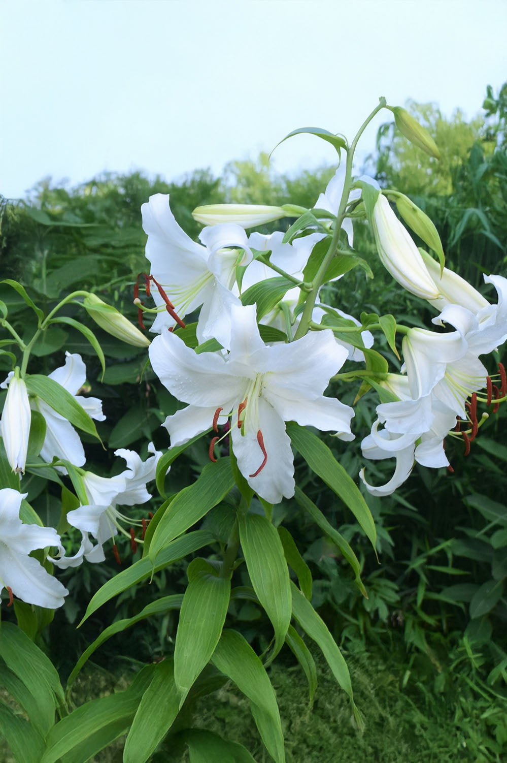 Lilium Oriental Casablanca