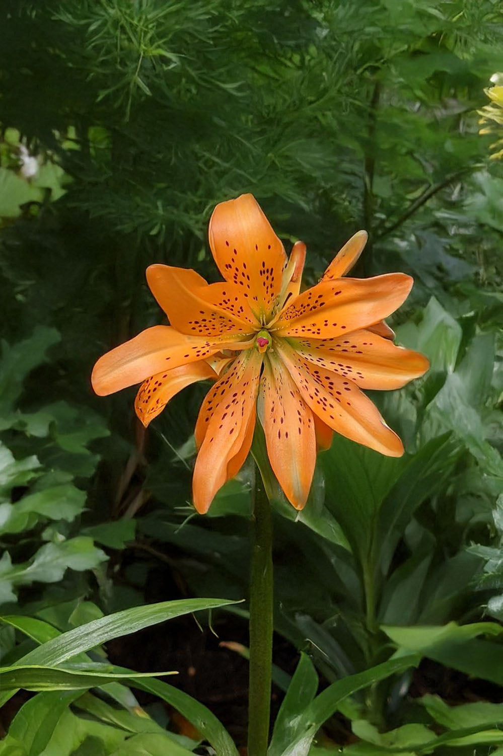 Lilium Must See