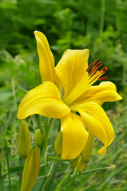 Lilium Asiatic Yellow