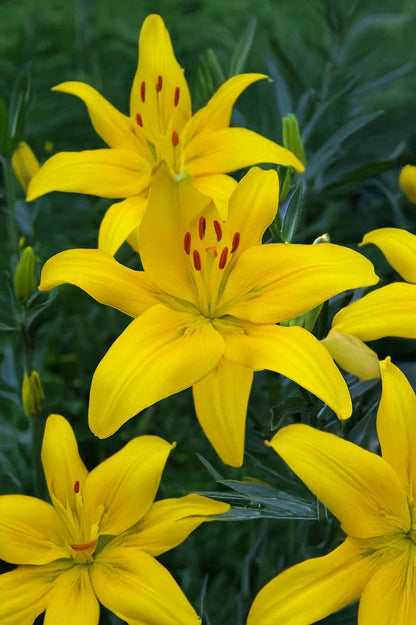 Lilium Asiatic Yellow