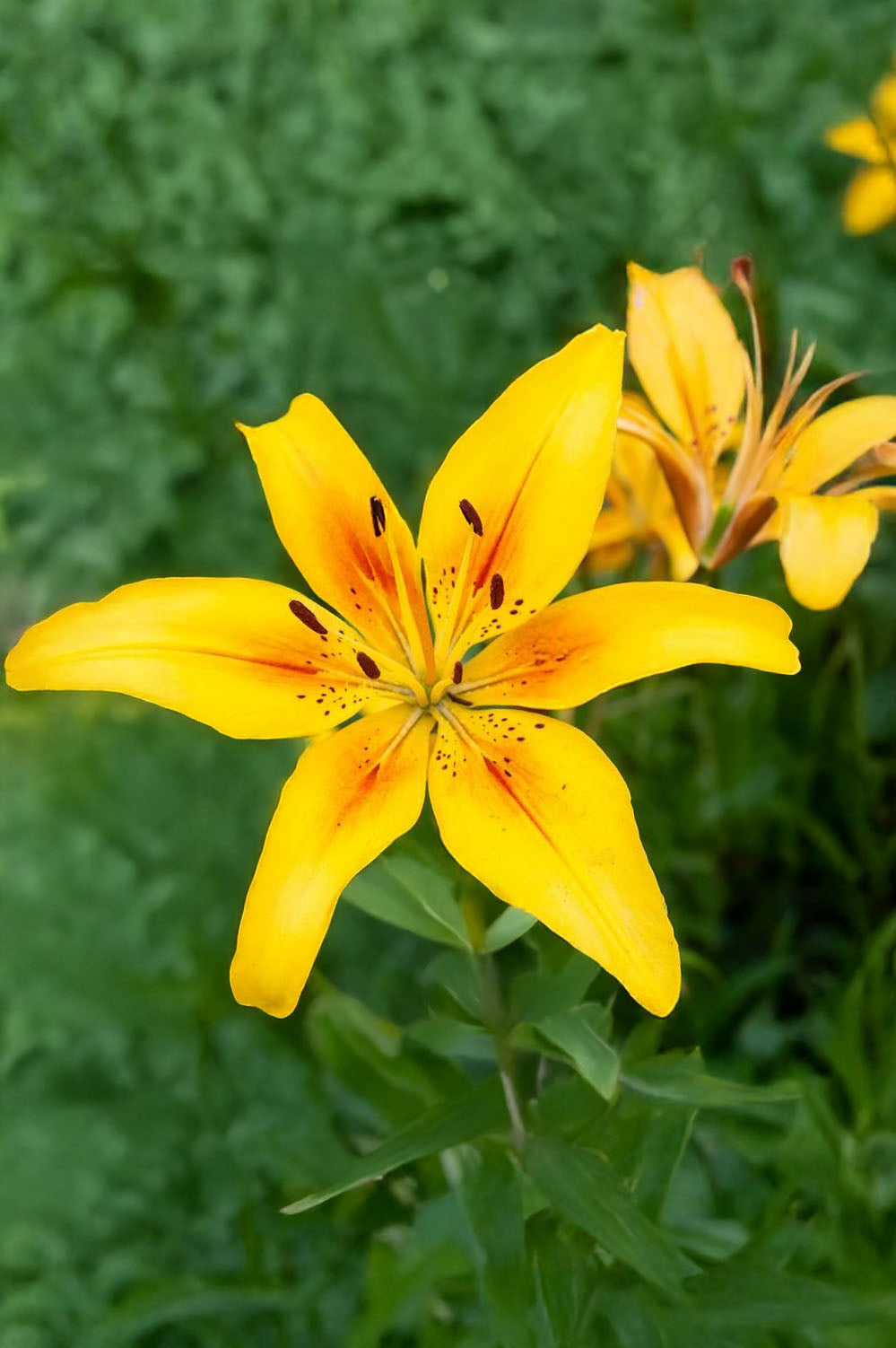 Lilium Asiatic Yellow