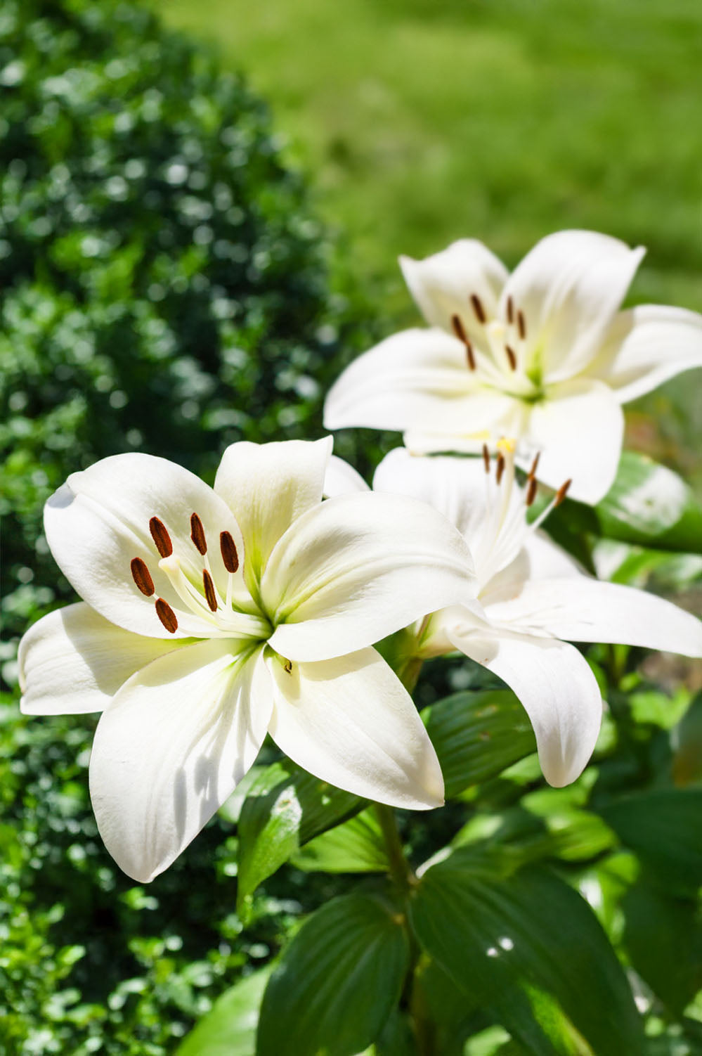 Lilium Asiatic White