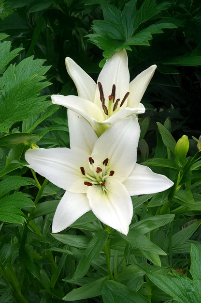 Lilium Asiatic White
