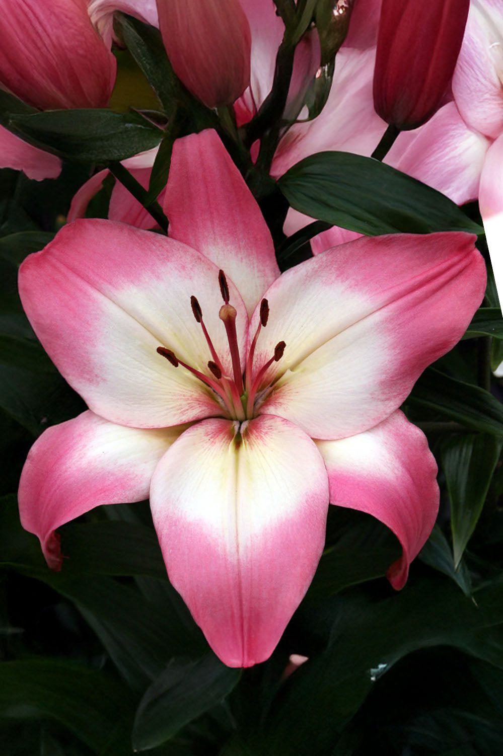 Lilium Asiatic Levi