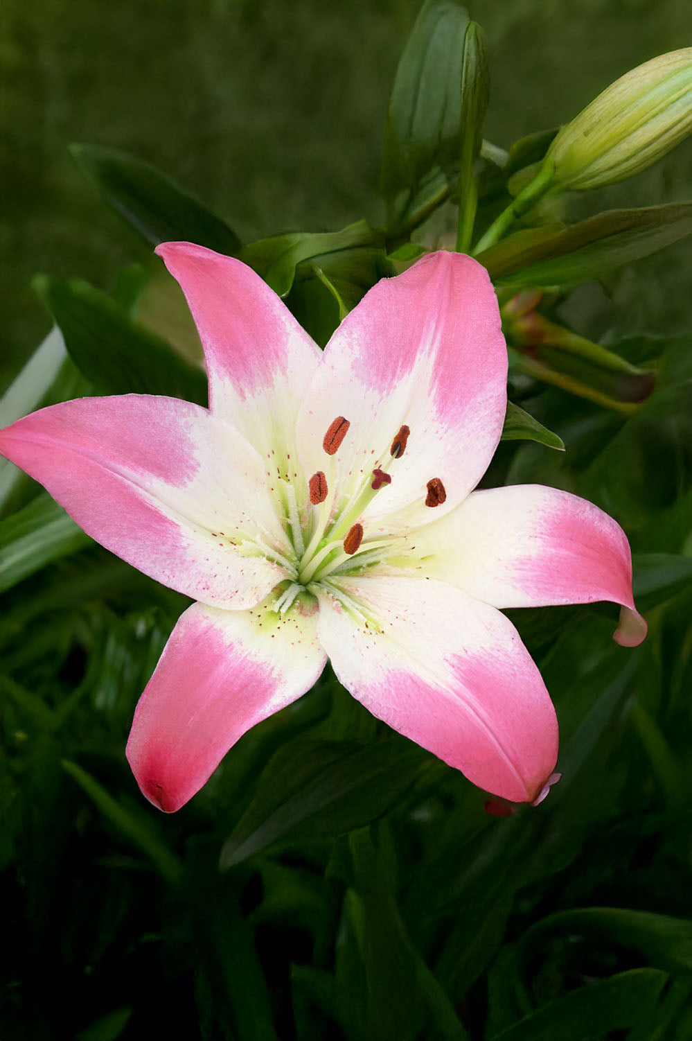 Lilium Asiatic Levi