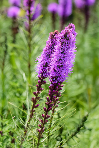 Liatris Spicata Violet-Blue