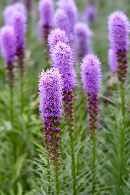 Liatris Spicata Violet-Blue