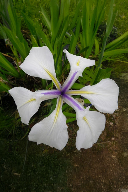 Iris Snowdrift