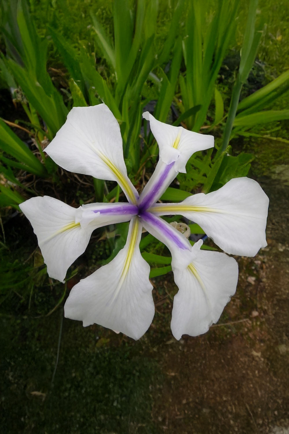 Iris Snowdrift