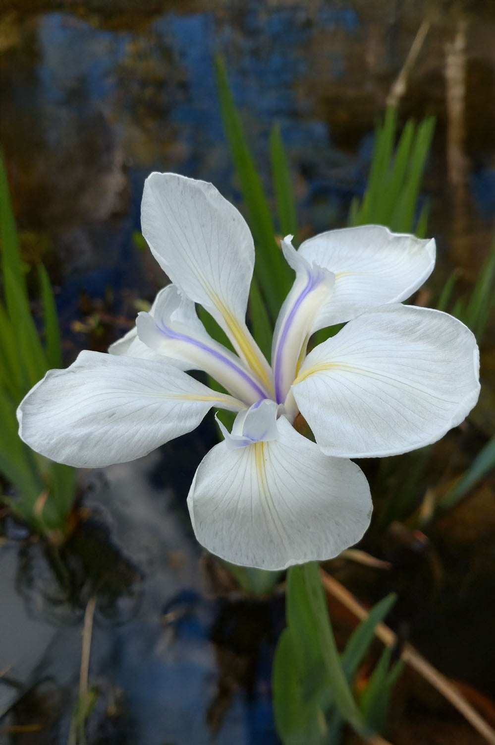 Iris Snowdrift