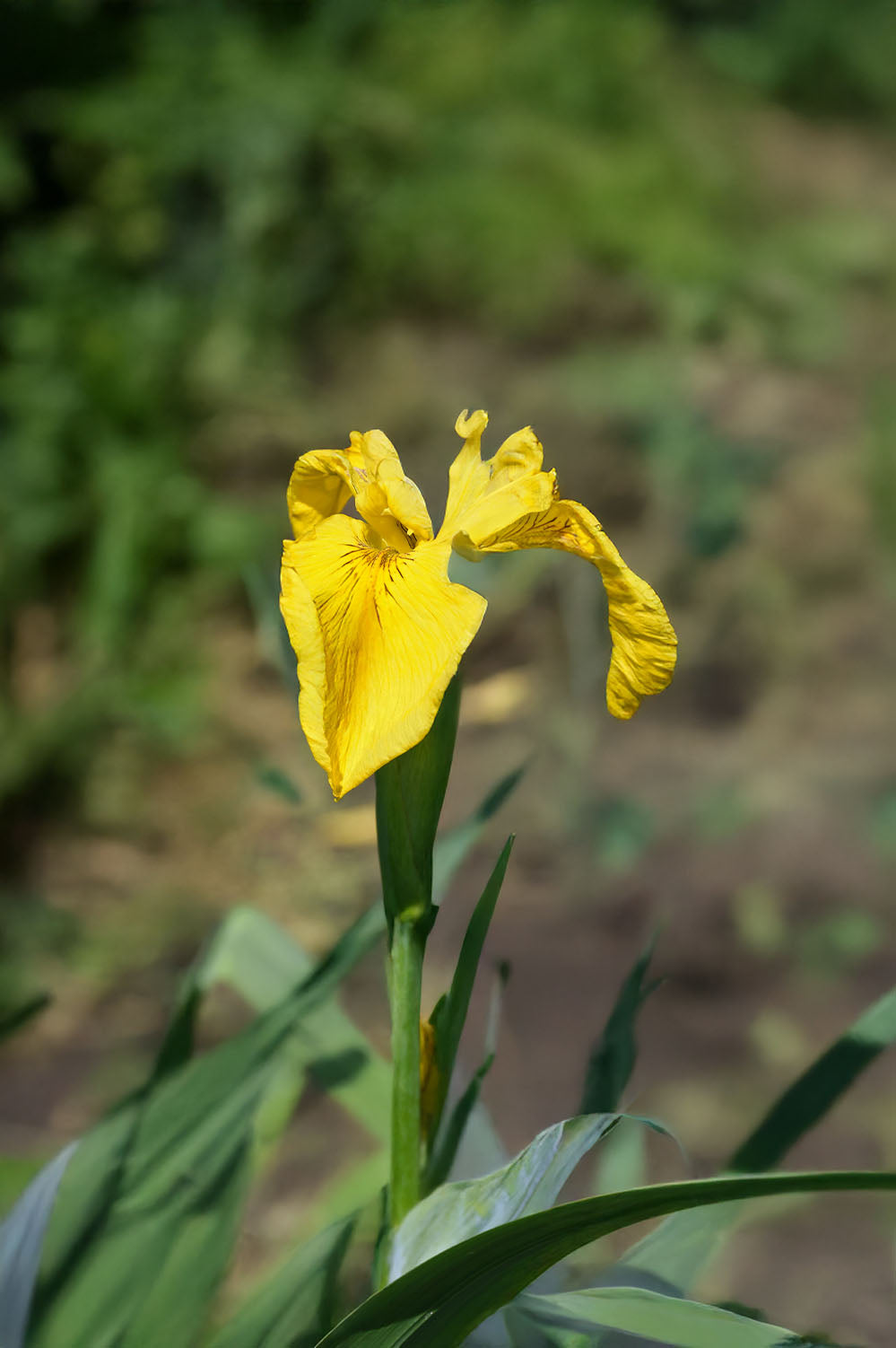 Iris Pseudacorus