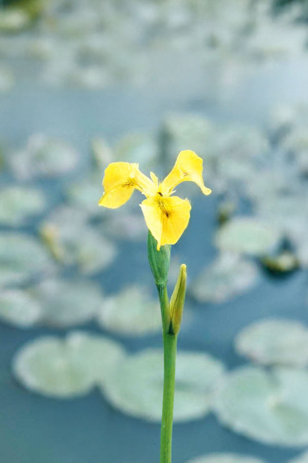 Iris Pseudacorus