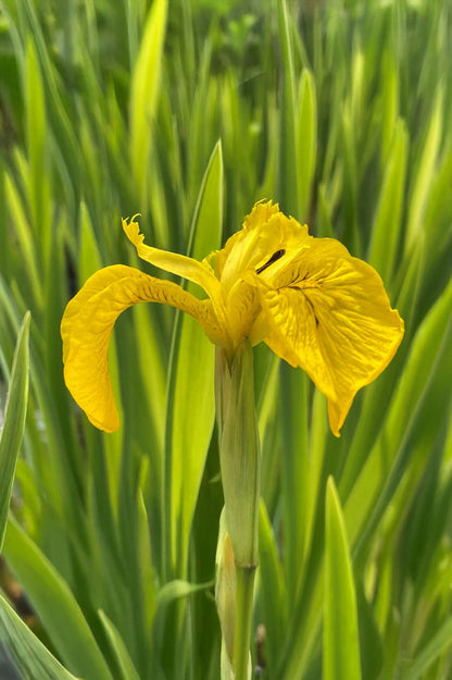 Iris Pseudacorus