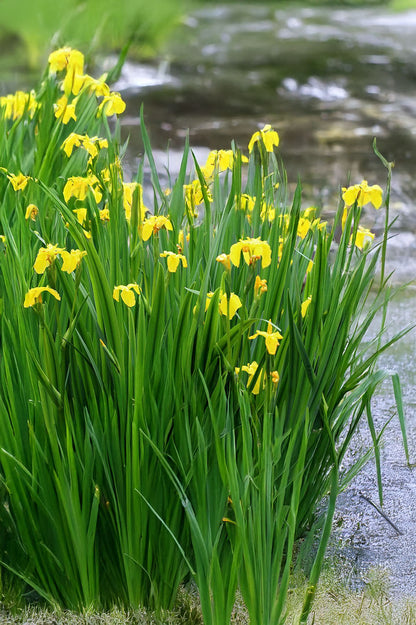 Iris Pseudacorus