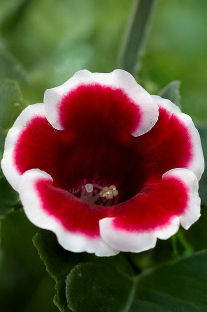 Gloxinia Kaiser Friedrich