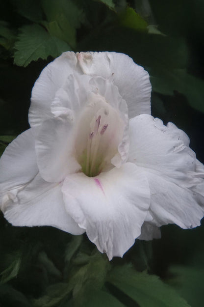 Gladiolus White Prosperity