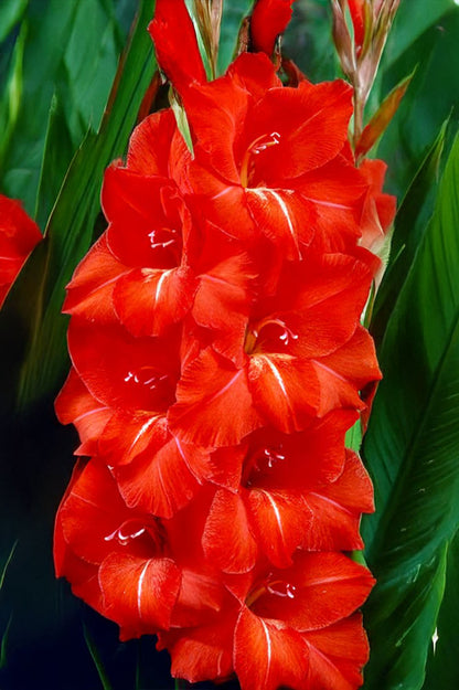 Gladiolus Victor Borge
