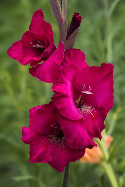 Gladiolus Plumtart