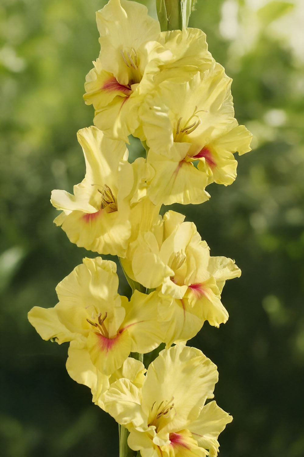 Gladiolus Maxial