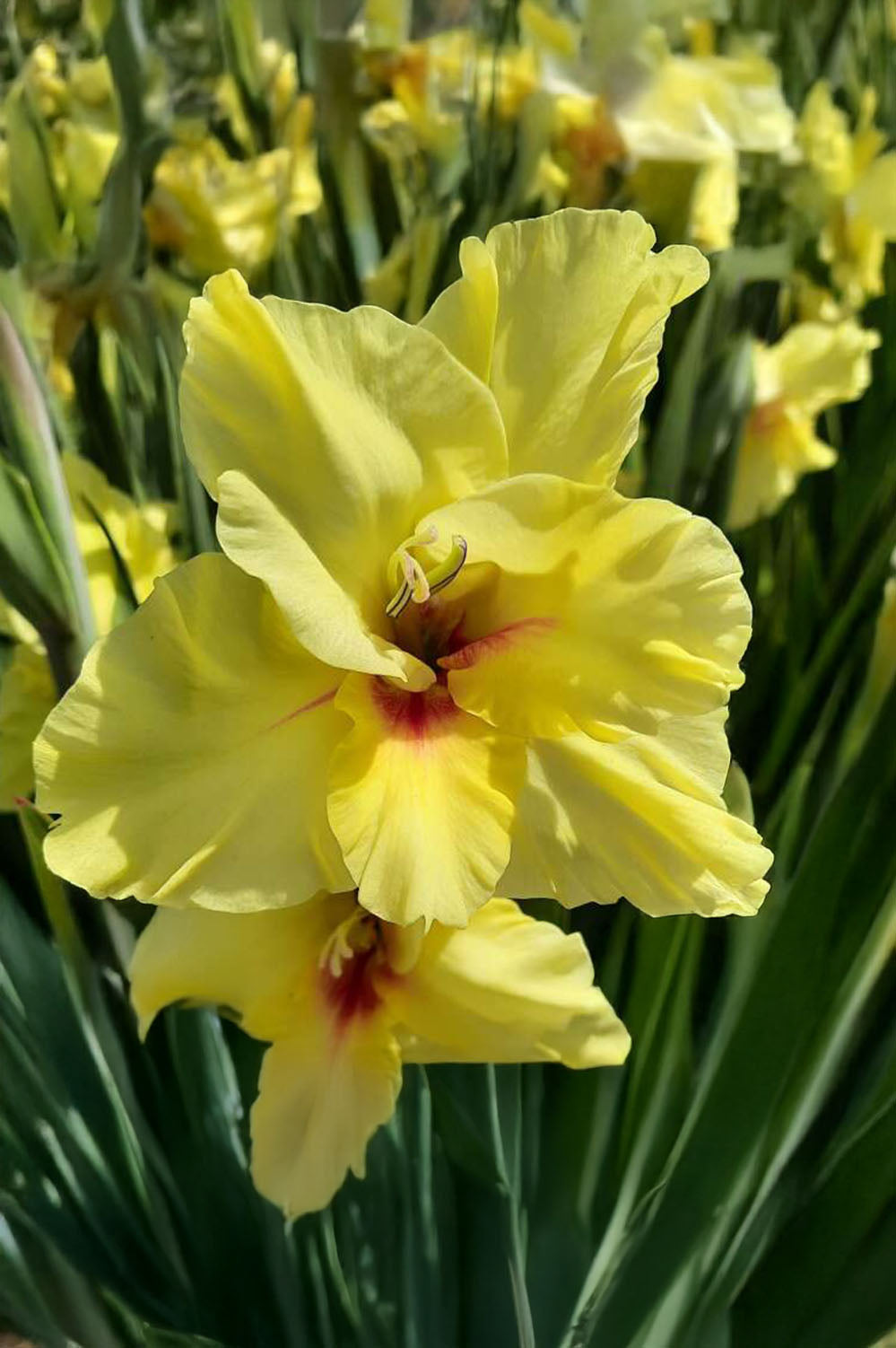 Gladiolus Maxial