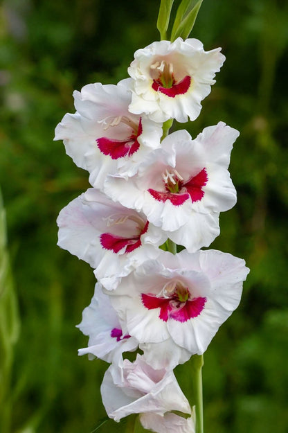Gladiolus Fiorentina