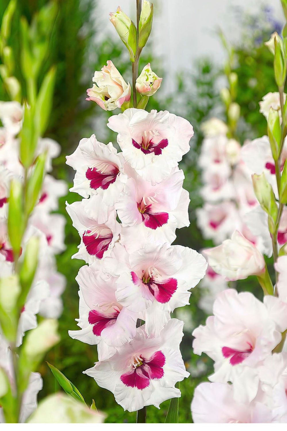 Gladiolus Fiorentina