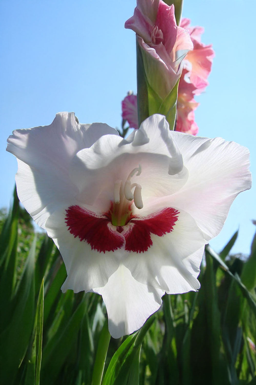 Gladiolus Fiorentina