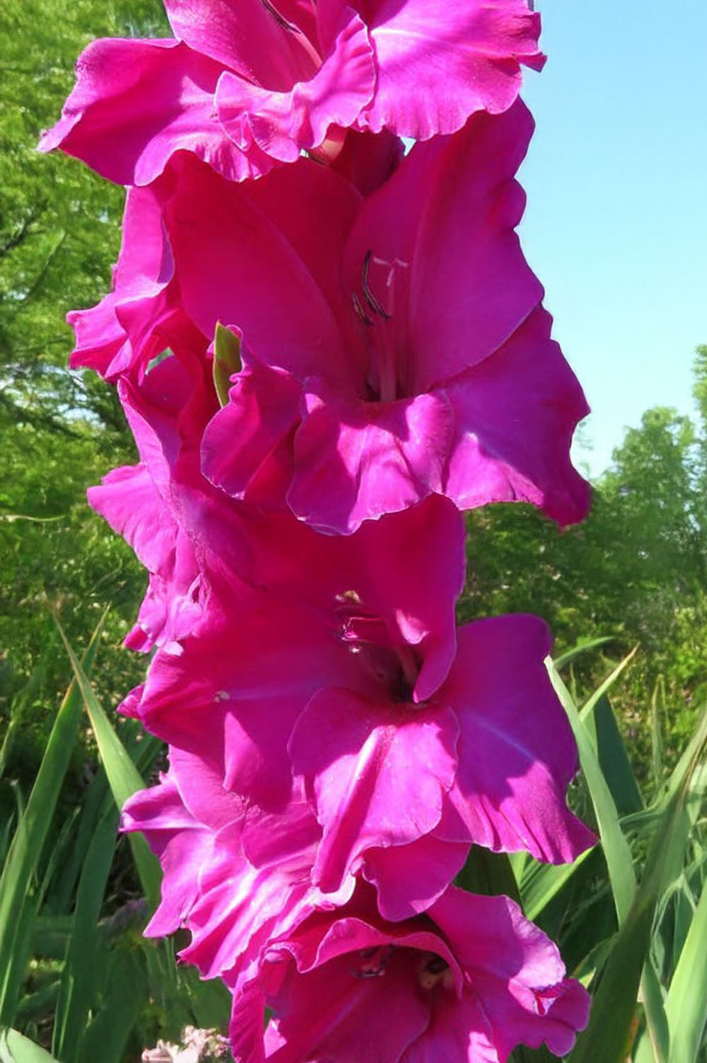 Gladiolus Fidelio