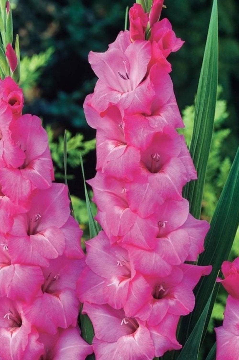 Gladiolus Fidelio