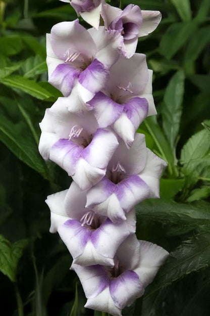 Gladiolus Desoto