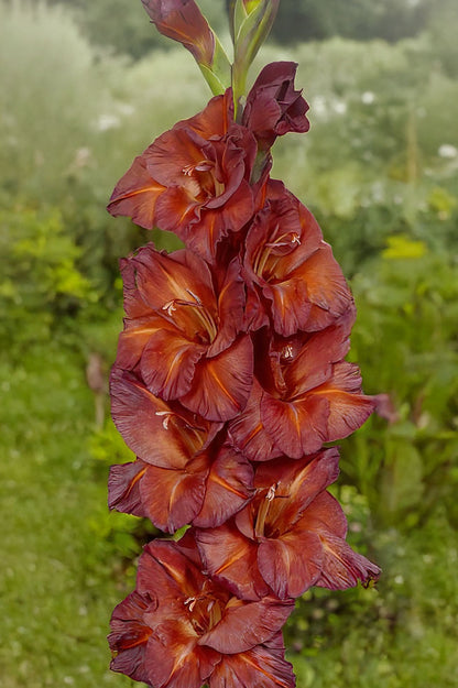 Gladiolus Chocolate