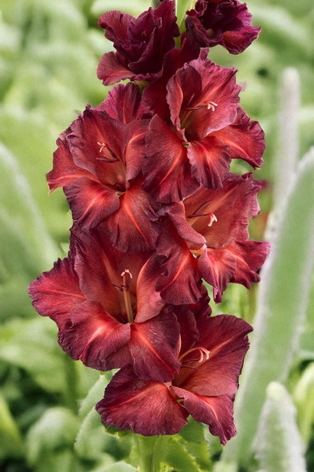 Gladiolus Chocolate