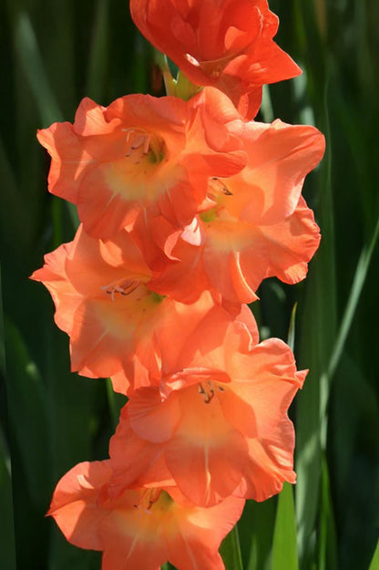 Gladiolus Botswana