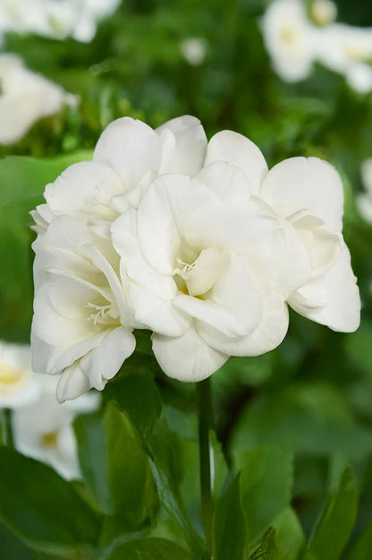 Freesia Double White