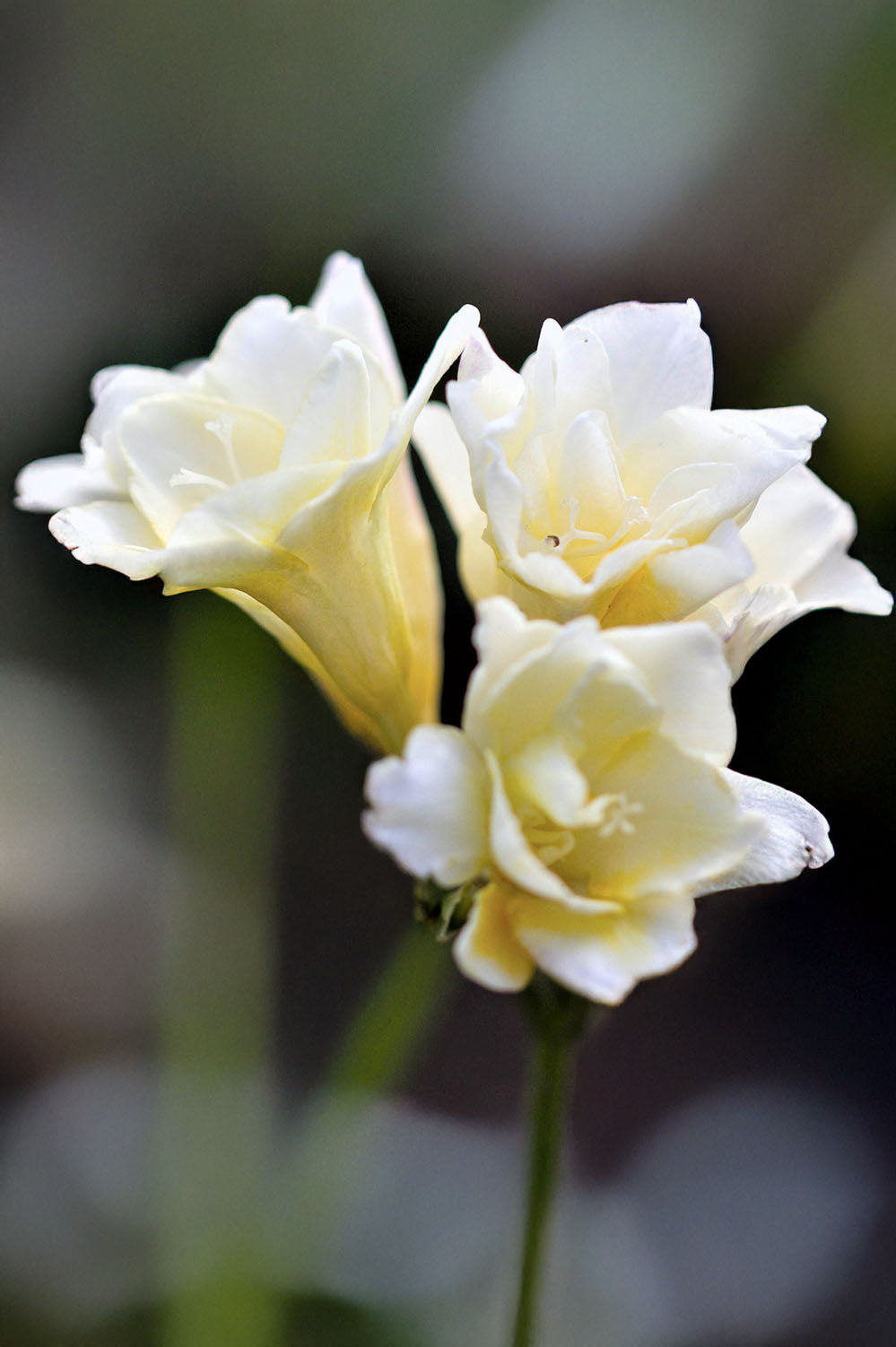 Freesia Double White