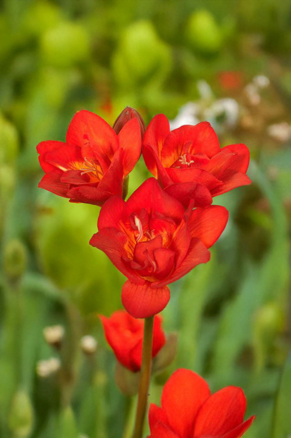 Freesia Double Red