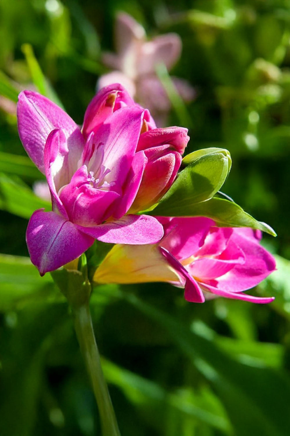 Freesia Double Pink