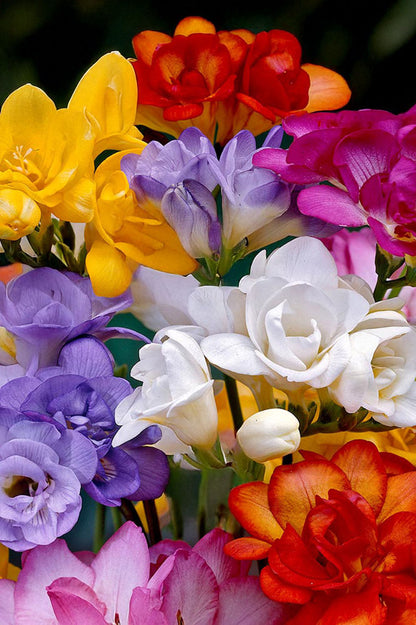 Freesia Double Mix