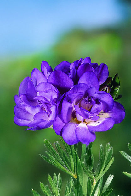 Freesia Double Blue