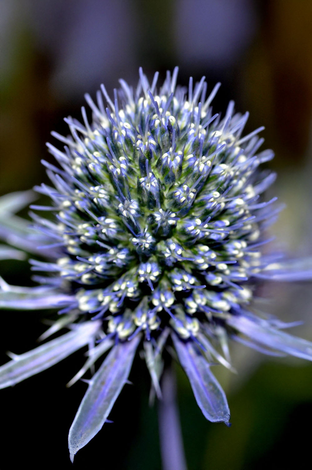Butterfly Perennial Box (Phlox Paniculata, Eryngium Planum, Echinacea Purpurea, Crocosmia X Crocosmiiflora, Liatris Spicata) 50x Spring Planting Flower Bulbs