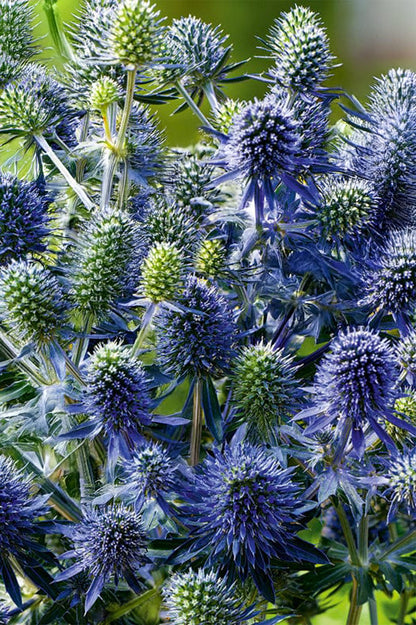 Butterfly Perennial Box (Phlox Paniculata, Eryngium Planum, Echinacea Purpurea, Crocosmia X Crocosmiiflora, Liatris Spicata) 50x Spring Planting Flower Bulbs