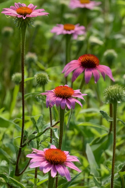 Butterfly Perennial Box (Phlox Paniculata, Eryngium Planum, Echinacea Purpurea, Crocosmia X Crocosmiiflora, Liatris Spicata) 50x Spring Planting Flower Bulbs